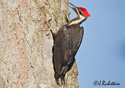 Dryocopus pileatus